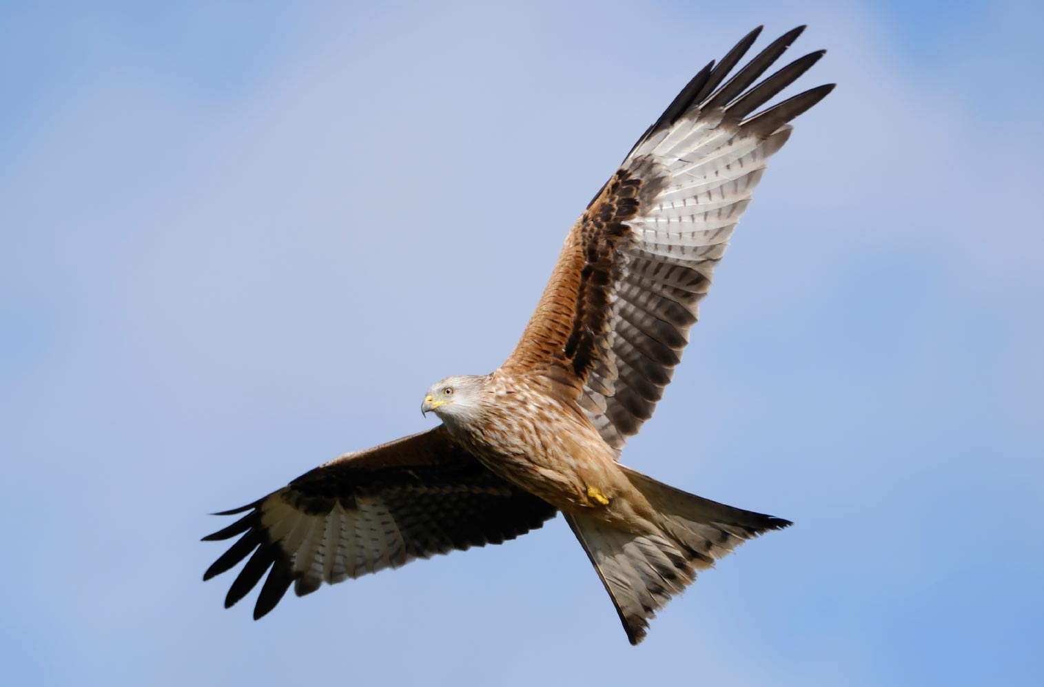 red kite web